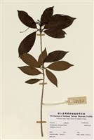 藏品(絲絨吊芙蓉)的圖片